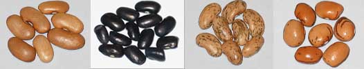 Dow Purple Pod,Cherokee Trail Of Tears,Missouri Wonder,Fanomen.jpg