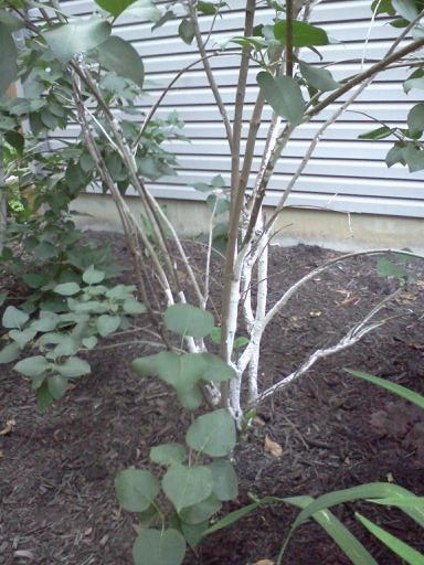 downsized_062012_lilacs.jpg