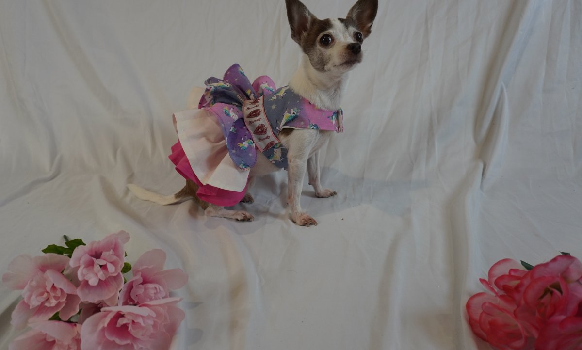 dress5.JPG