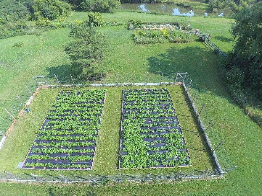 Drone 7-17-21 Bean Acres 2021 #2.jpg