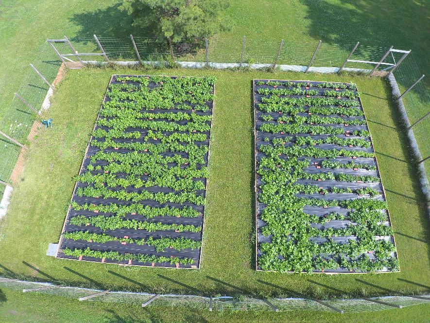 Drone 7-17-21 Bean Acres 2021 #3.jpg