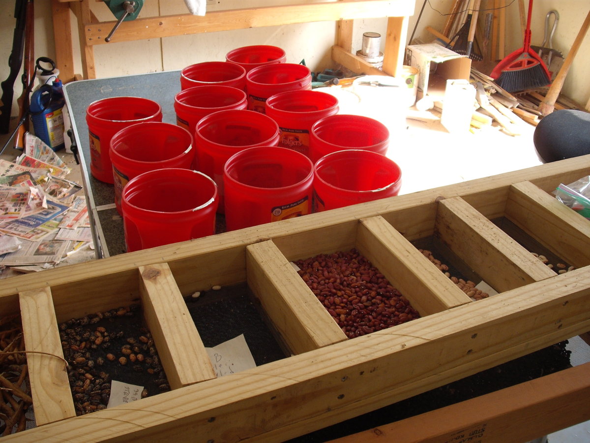 Drying beans.JPG