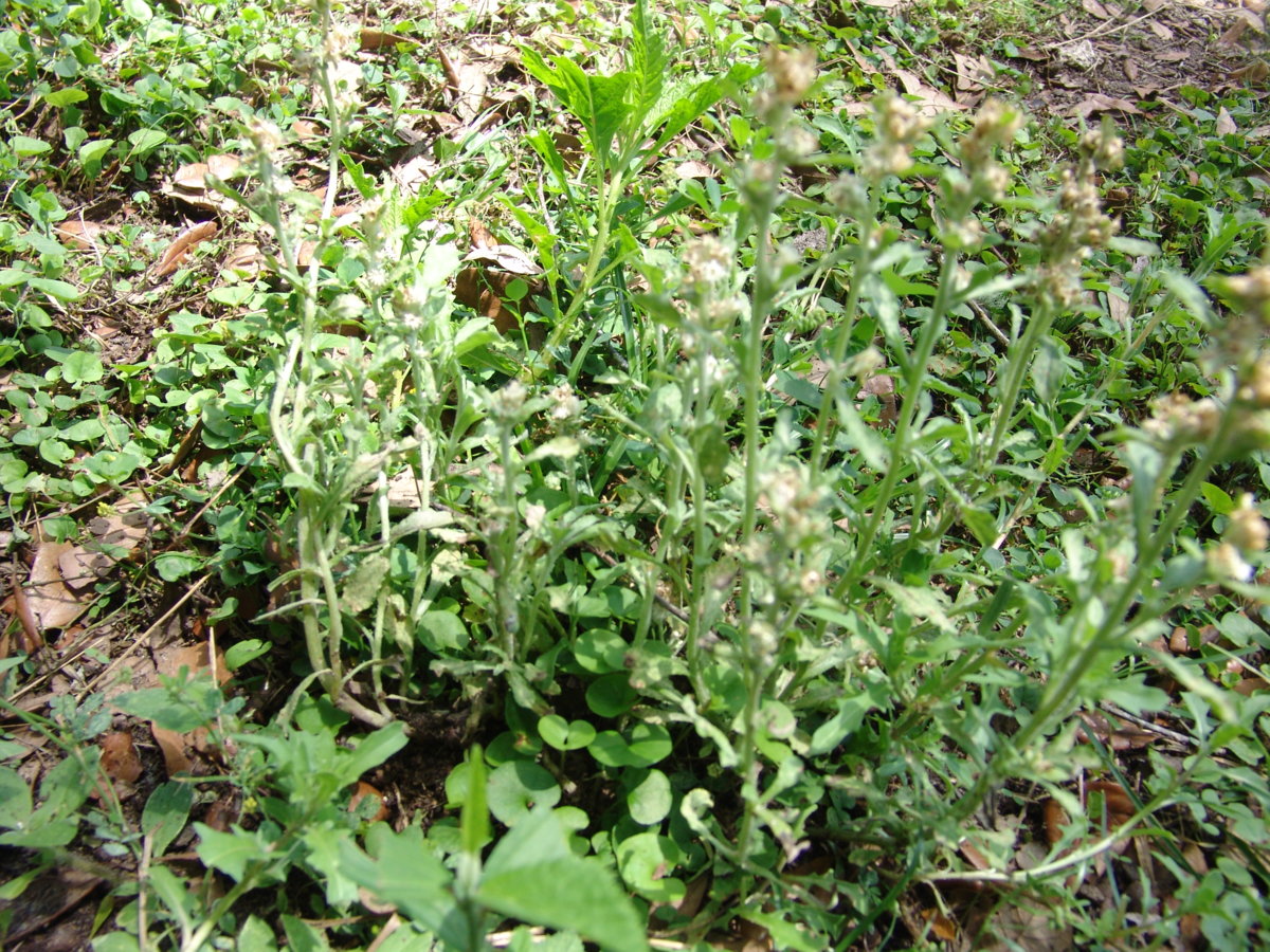 DSC00011.JPG