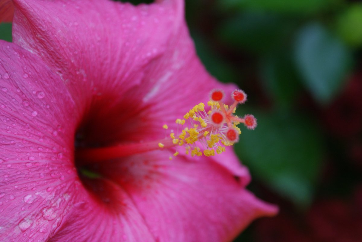 DSC00042.JPG
