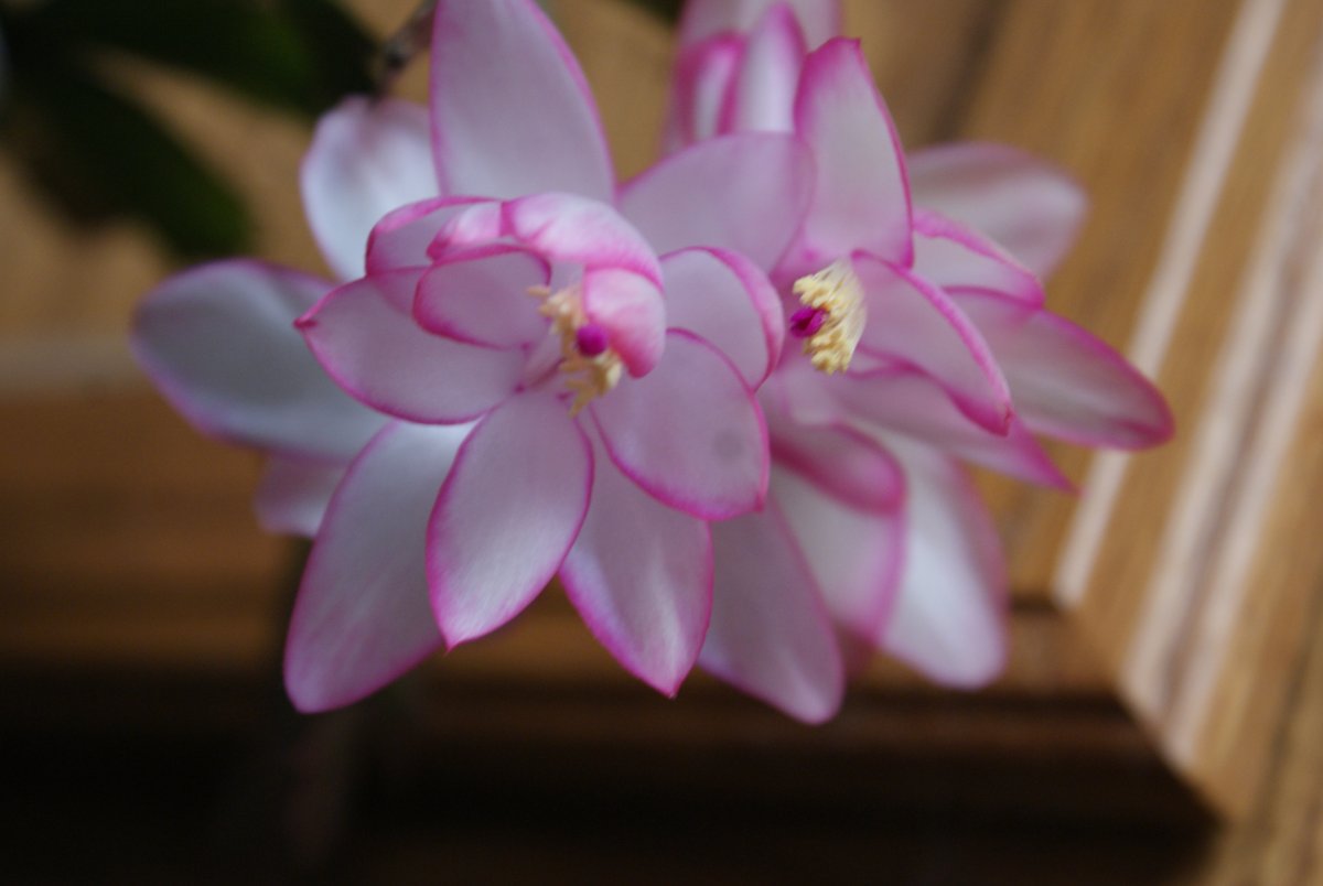 DSC00154.JPG