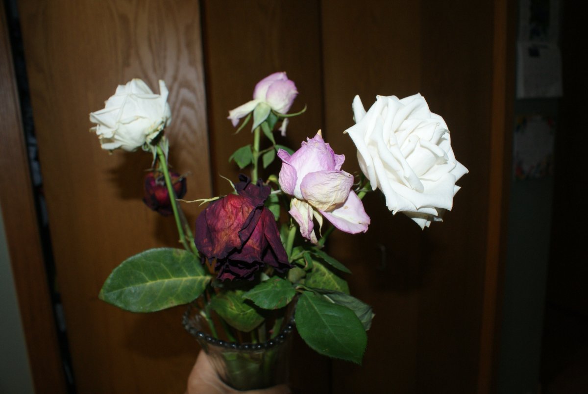 DSC00682.JPG