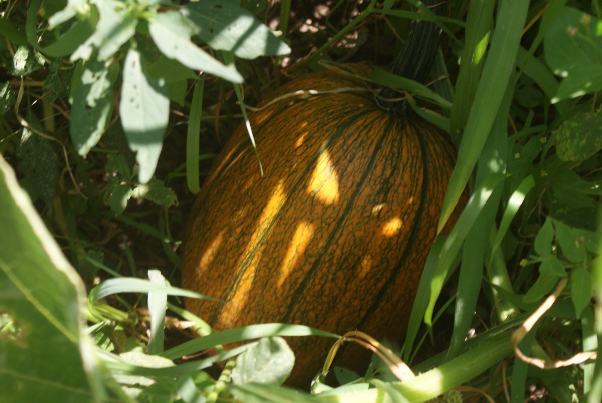 DSC00791.JPG