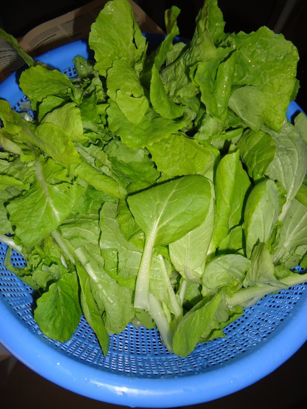 DSC00906.JPG