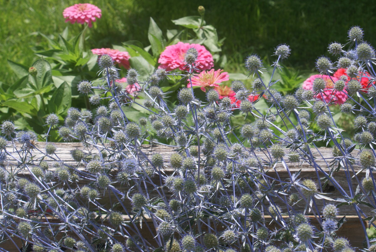 DSC02303.JPG