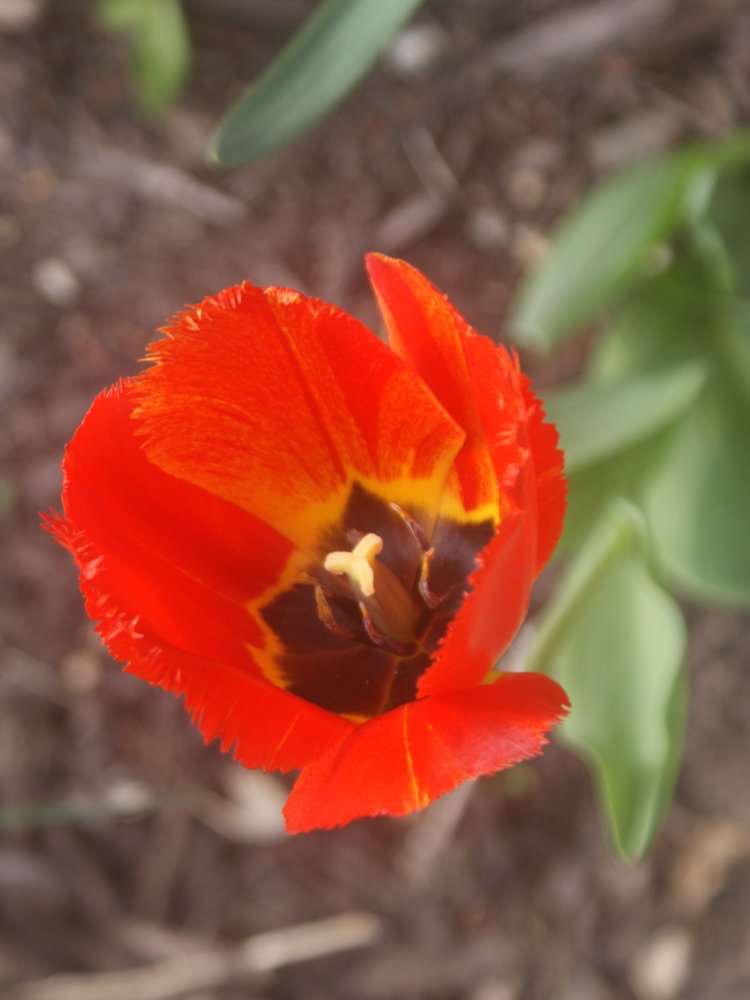 DSC04032.JPG