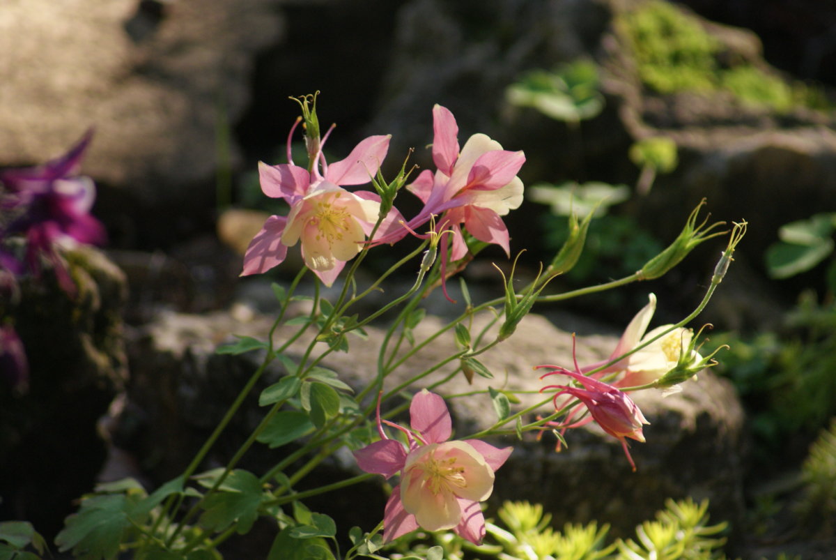DSC04126.JPG