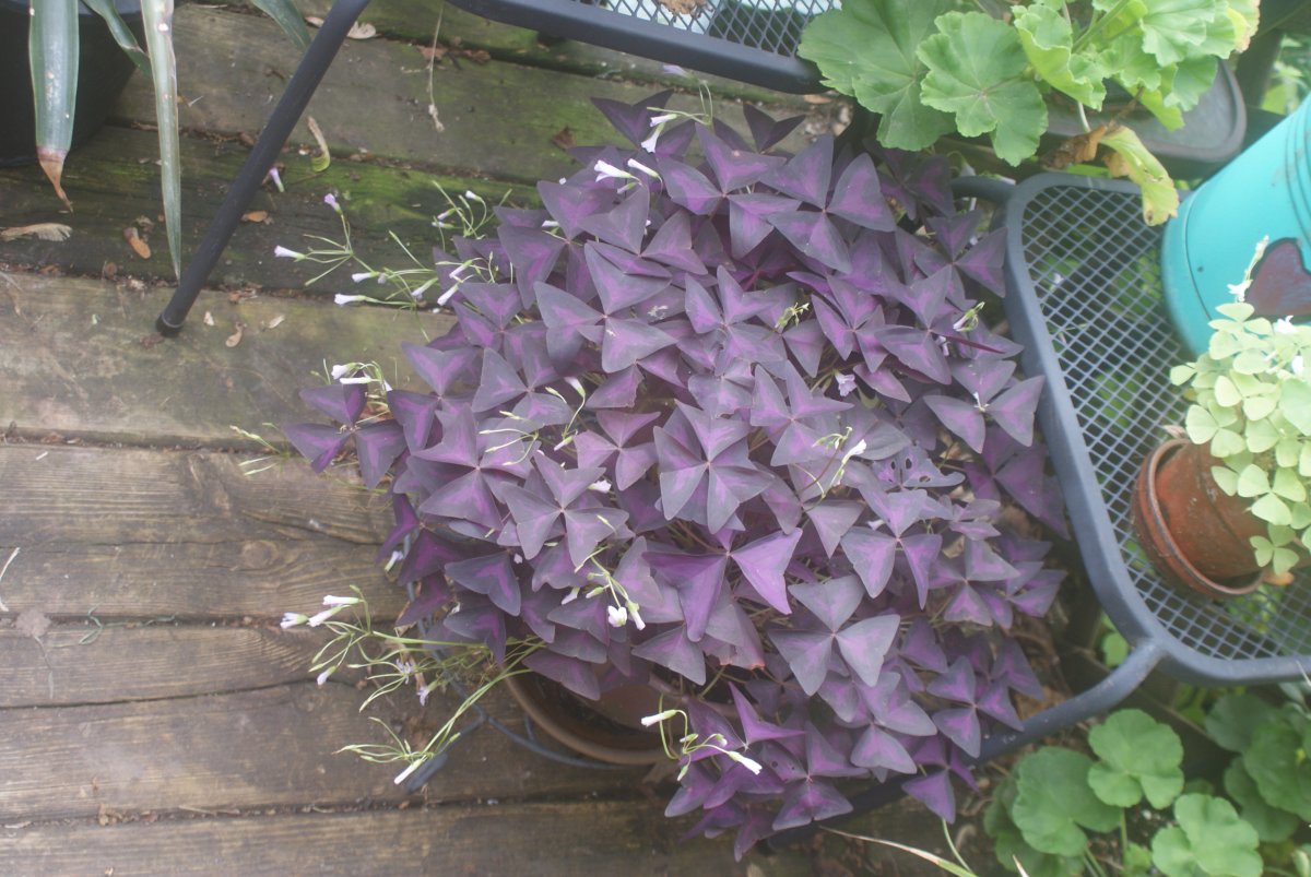 DSC04335.JPG