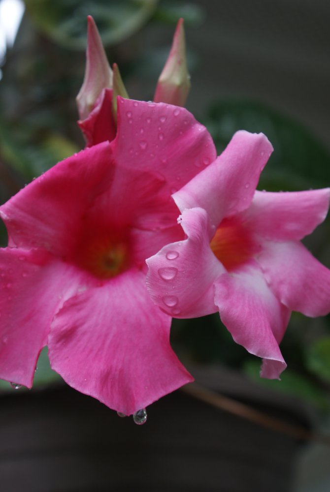 DSC04386.JPG