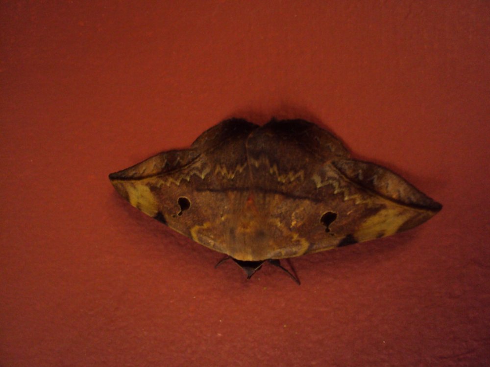 DSC04577.jpg