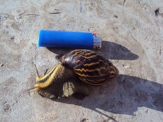 DSC04640.jpg