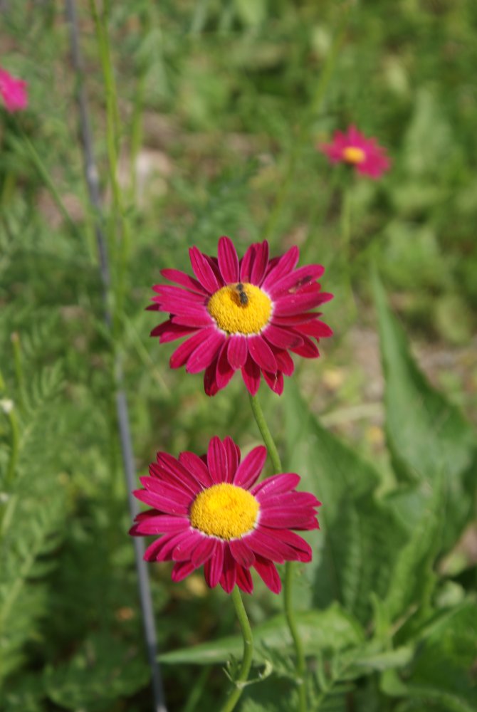 DSC06811.JPG