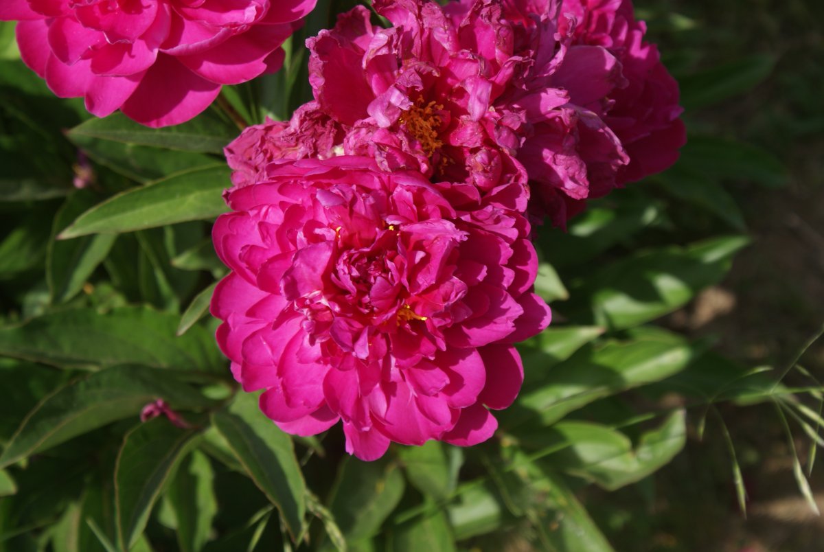 DSC06815.JPG
