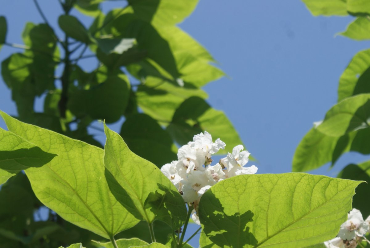 DSC06902.JPG