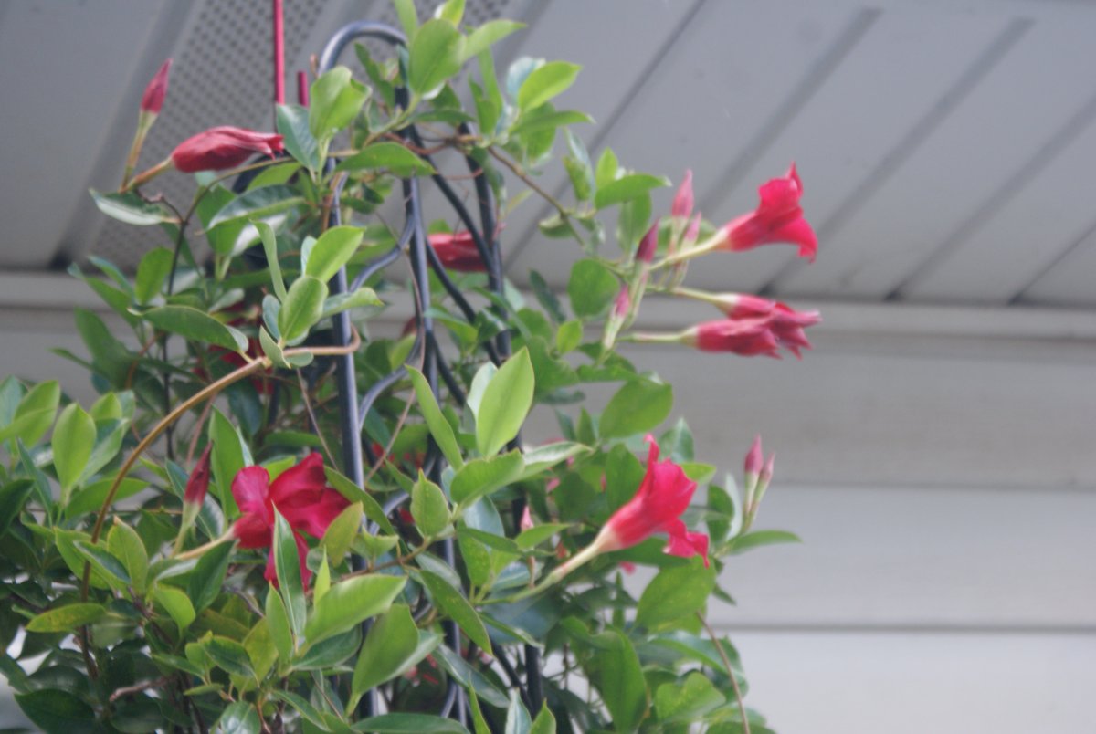 DSC07077.JPG