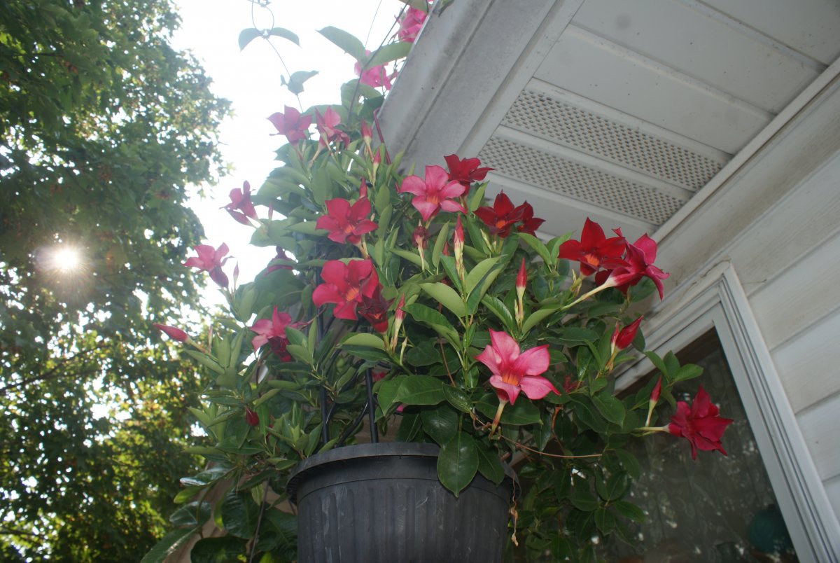 DSC07854.JPG