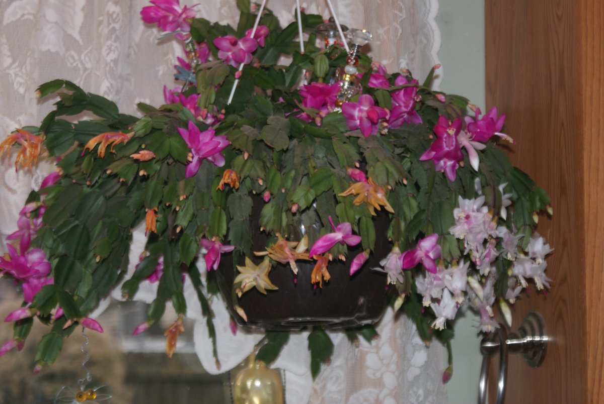 DSC08319.JPG