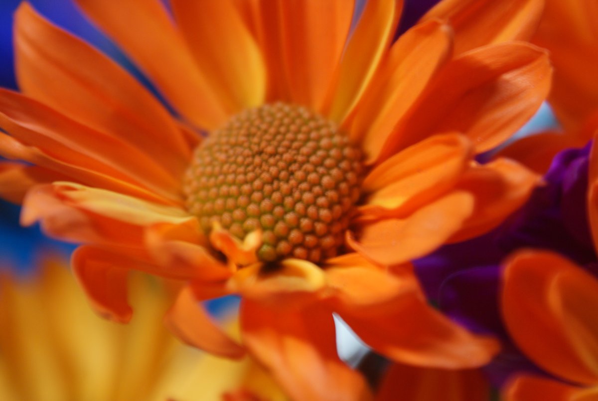 DSC08368.JPG