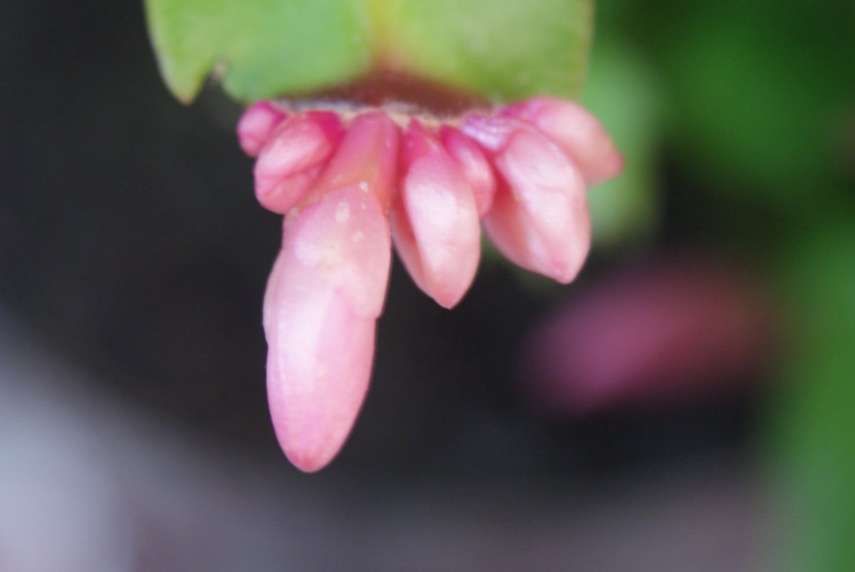 DSC08385.JPG