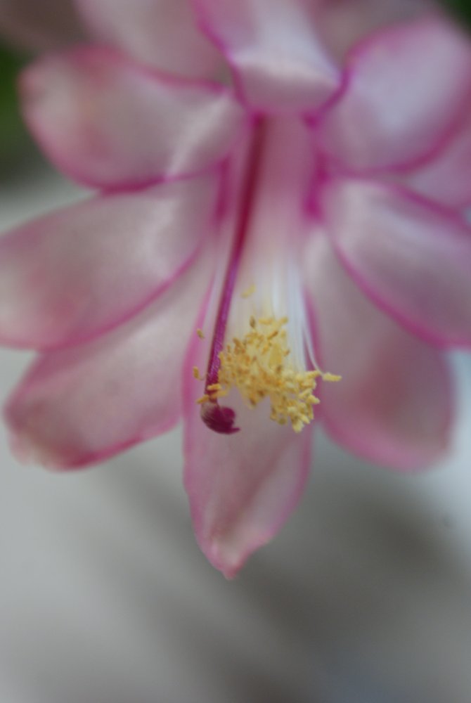 DSC08386.JPG