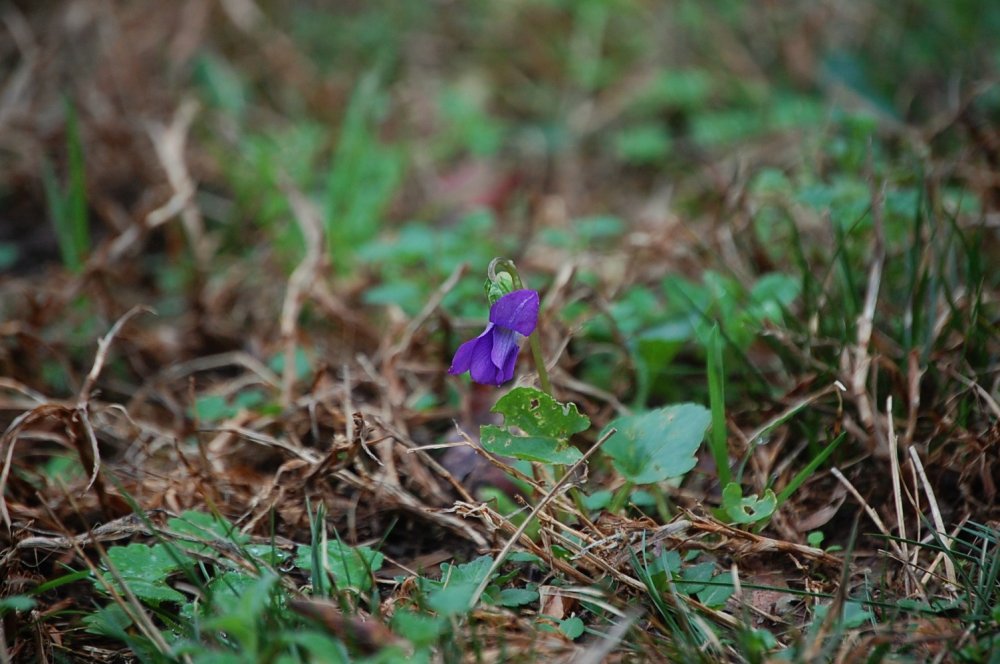 DSC_0002.JPG