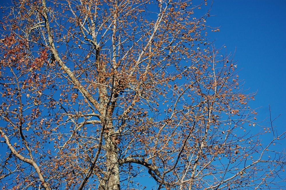 DSC_0002.JPG