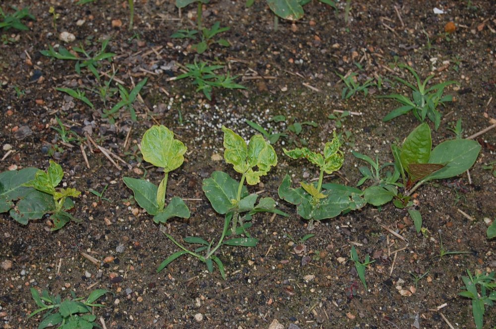 DSC_0003.JPG