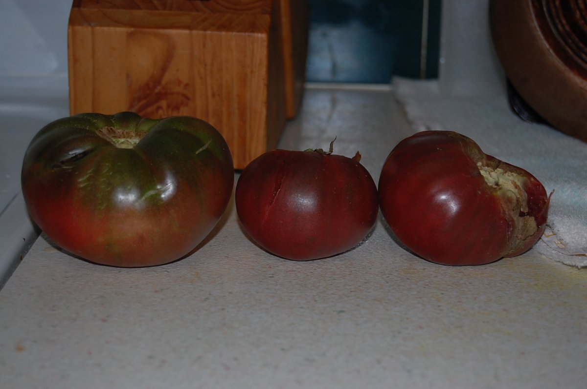 DSC_0003.JPG