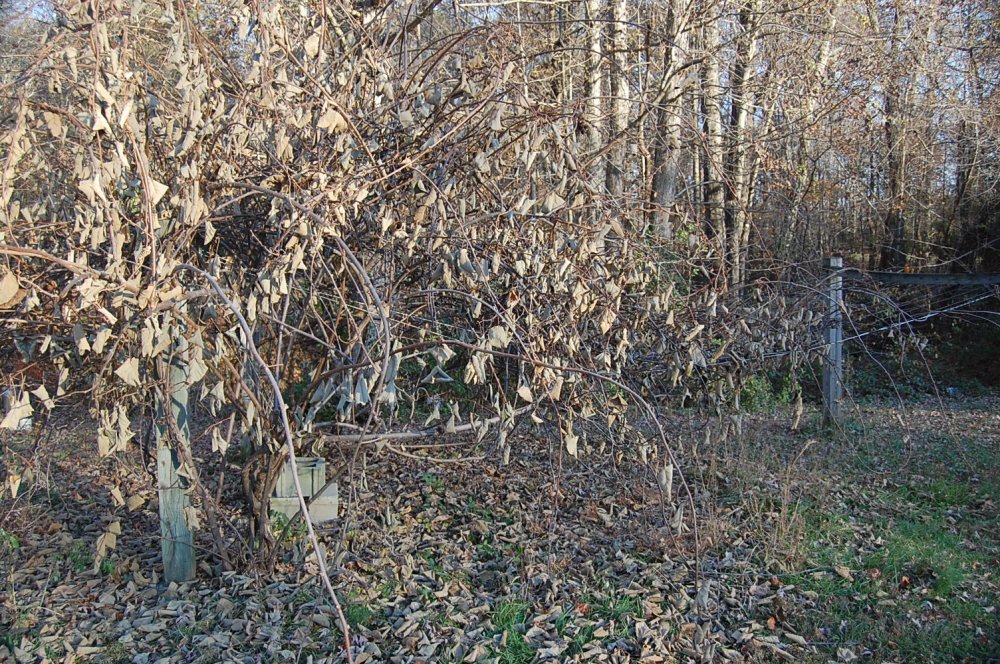 DSC_0003.JPG