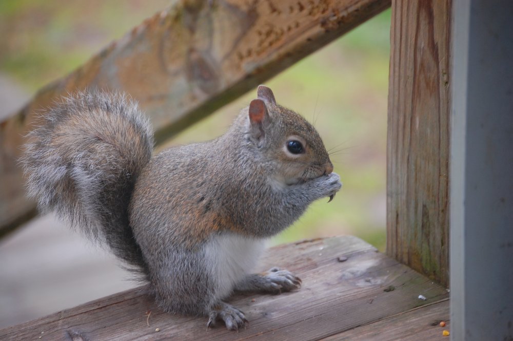 DSC_0003.JPG