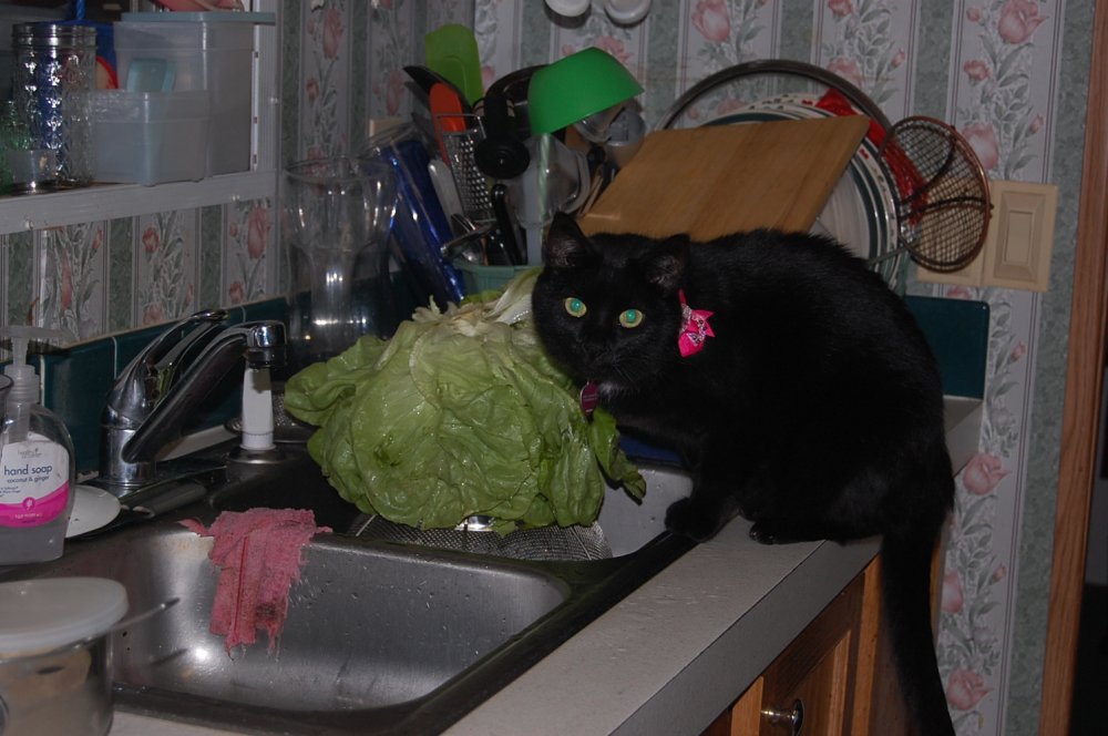 DSC_0004.JPG