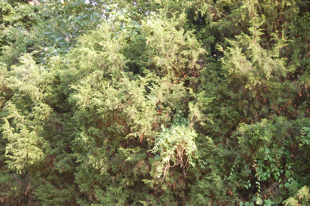 DSC_0004.JPG