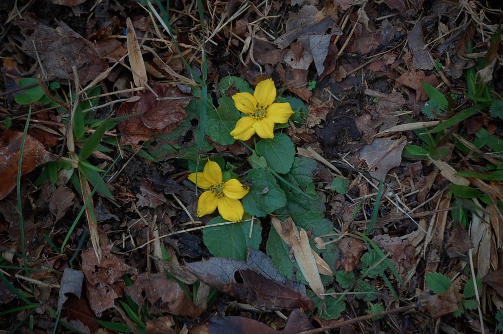 DSC_0005.JPG