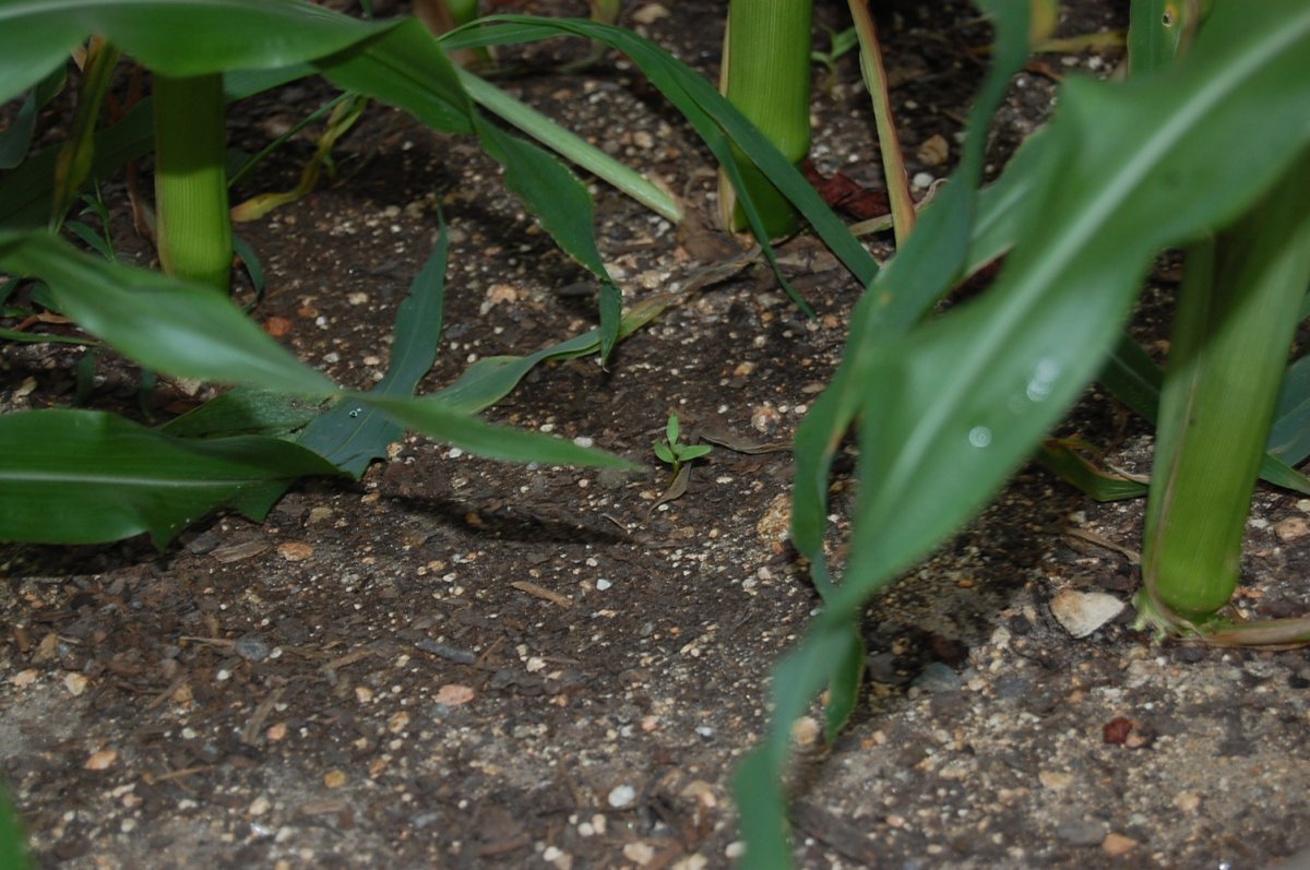 DSC_0005.JPG