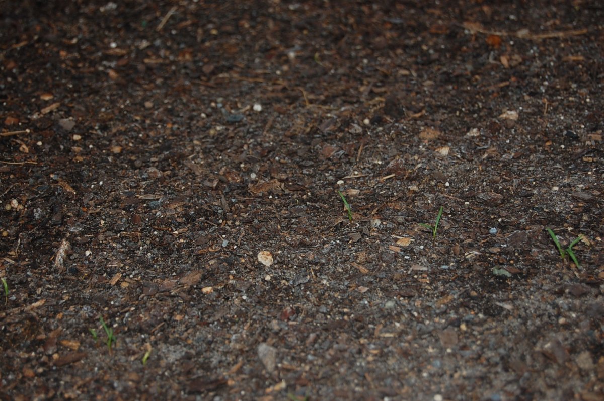 DSC_0005.JPG