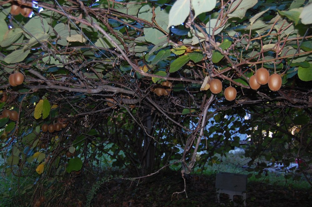 DSC_0009.JPG