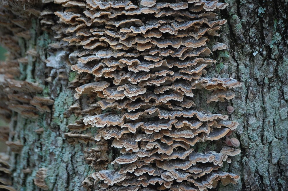 DSC_0011.JPG