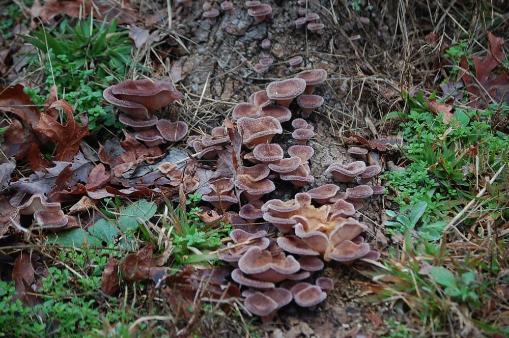 DSC_0012.JPG