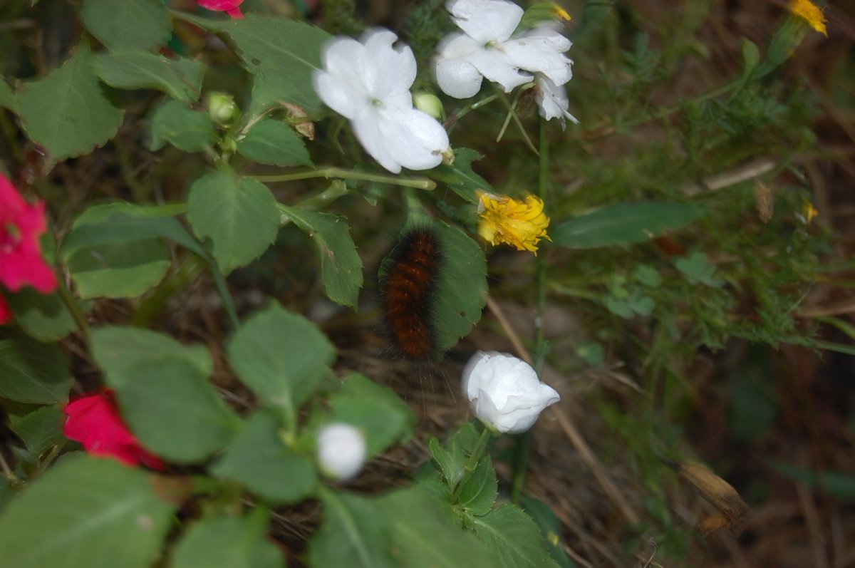DSC_0013.JPG