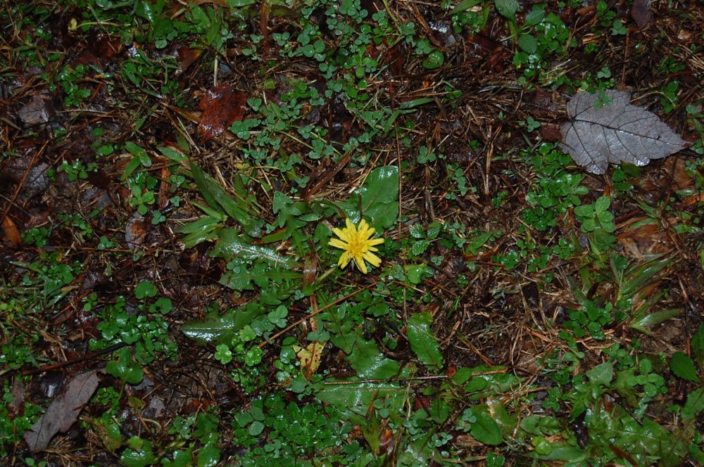 DSC_0016.JPG