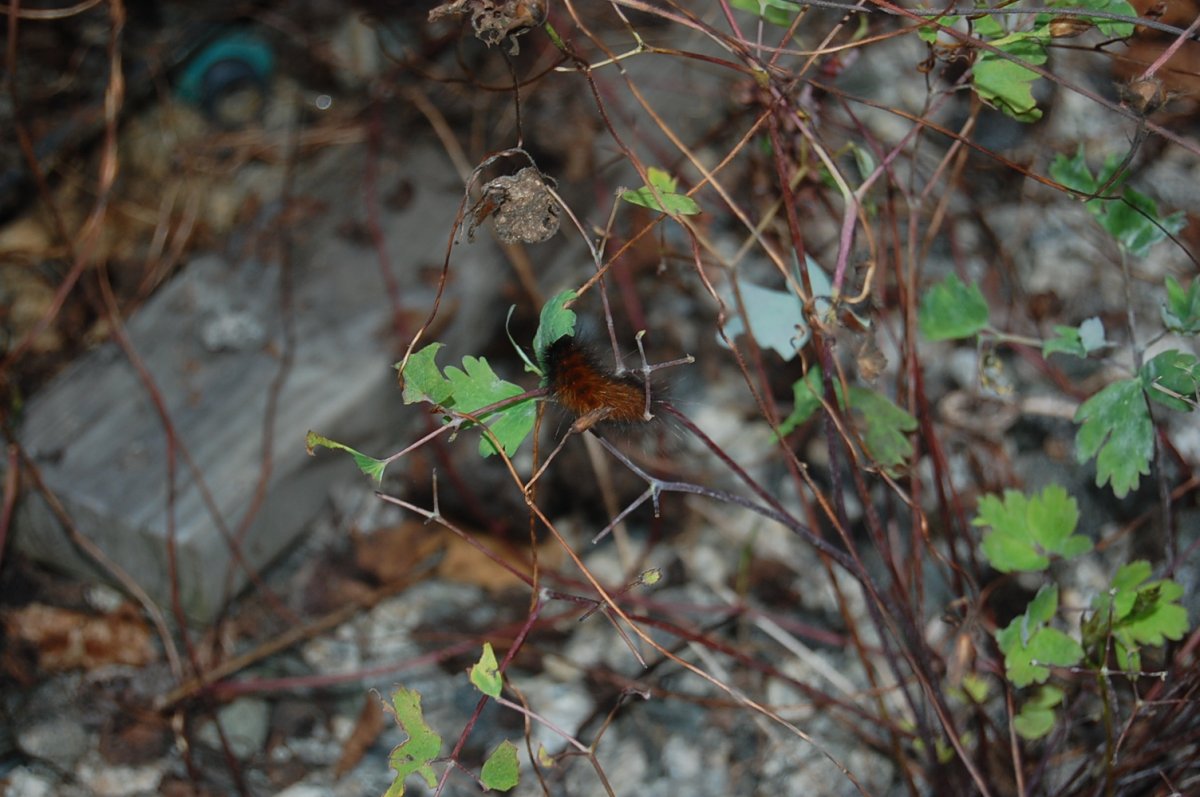 DSC_0016.JPG