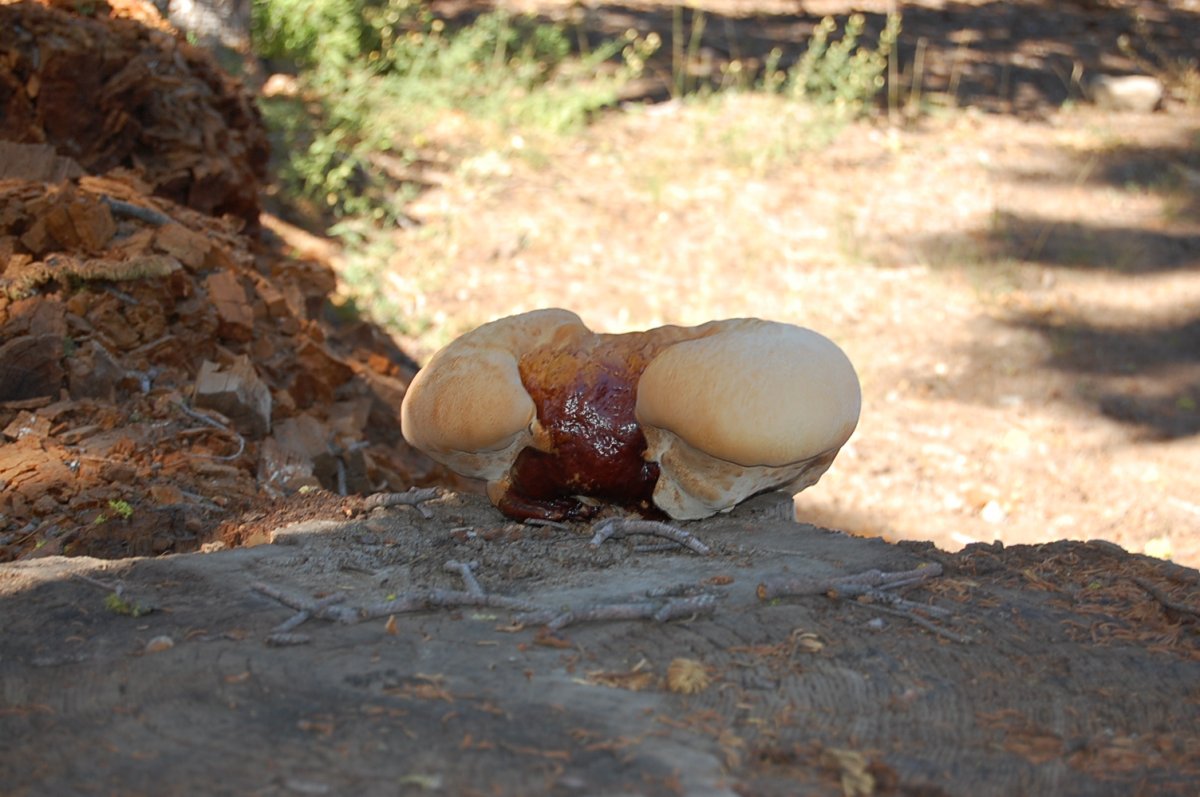DSC_0020.JPG