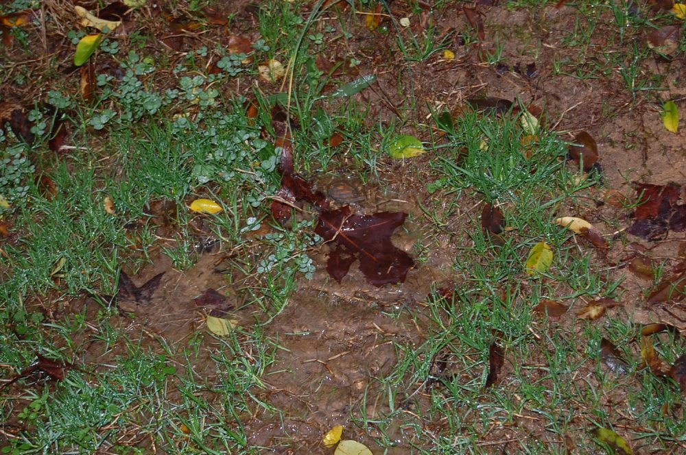 DSC_0027.JPG