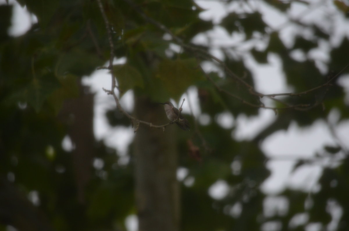 DSC_0062.JPG