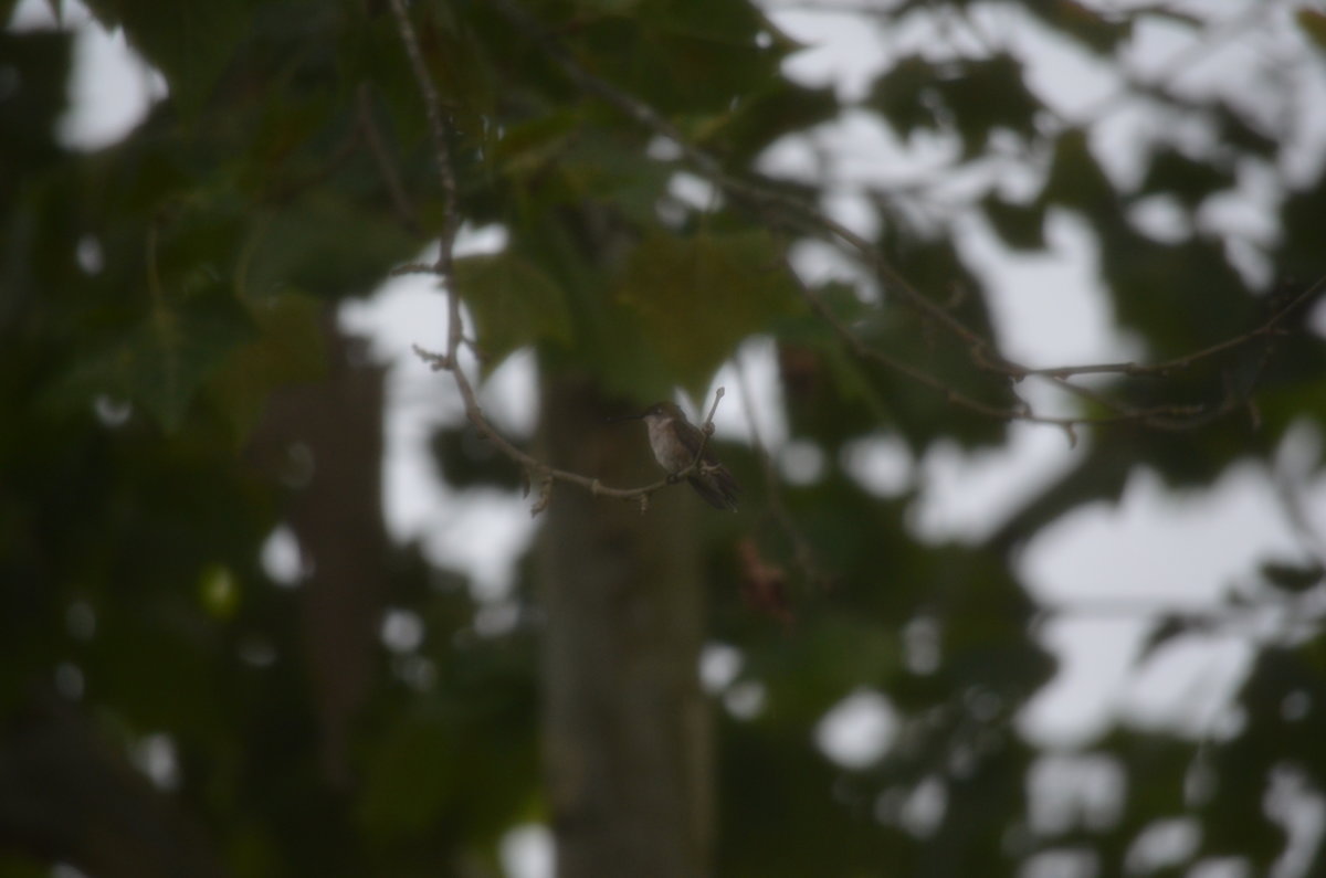 DSC_0066.JPG