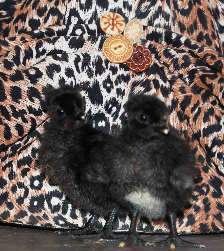 DSC_0072_edited-1.jpg